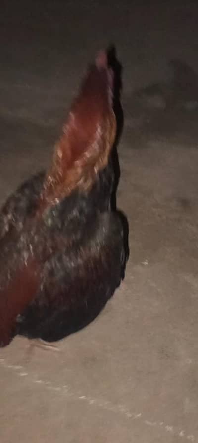 for sale high quality mianwali