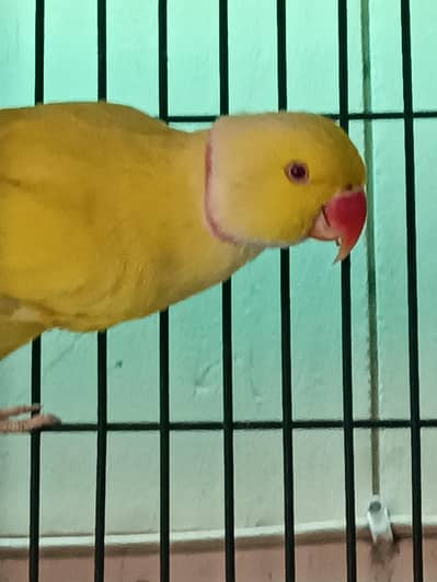 yellow ringneck male