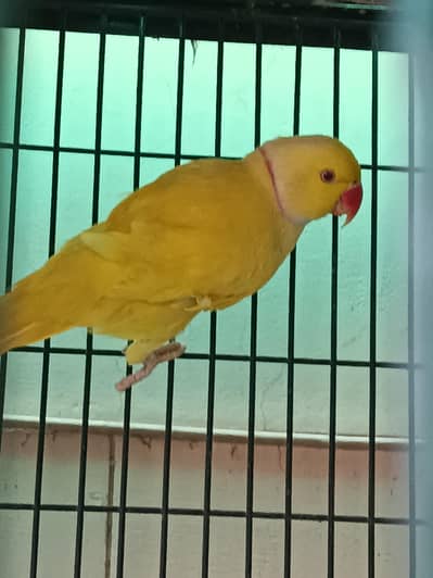 yellow ringneck male