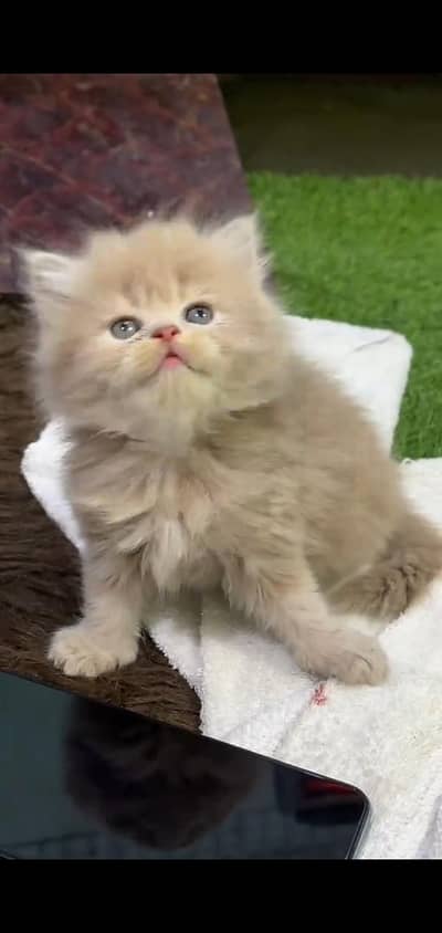pure Persian kitten vaccinated triple coted