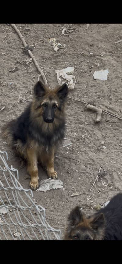 Long coat german shepherd