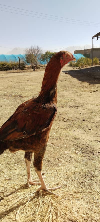 Kandahari pirate beak