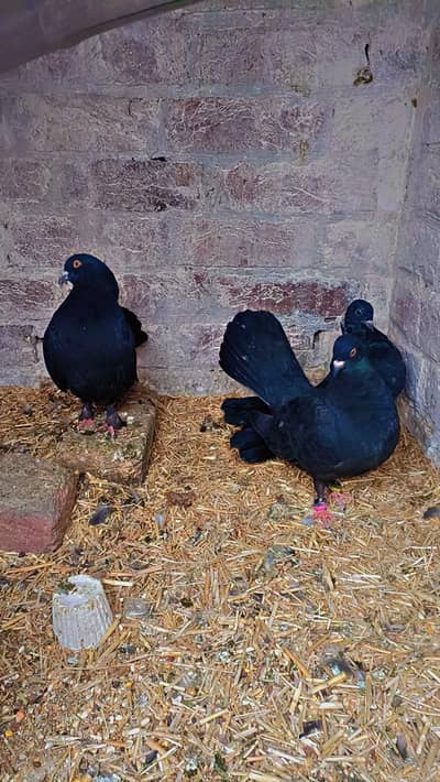 Lucky Kabotar pair + 1 Bacha