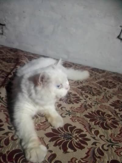 Persian punch face male cat