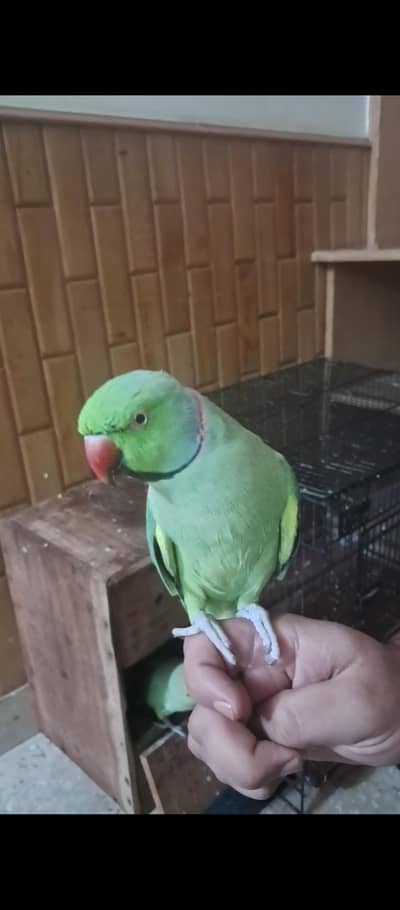 Green Ring neck hand tame and talking pair