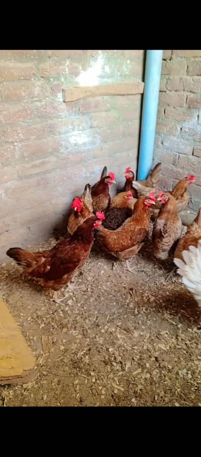 Andy wali fresh murgiya Andy first day sy dy gyi