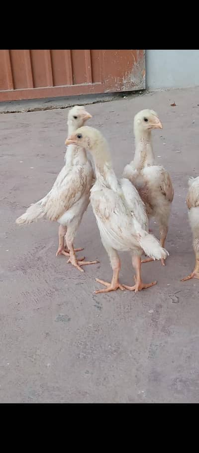 german oh shamo white chicks | white shamo