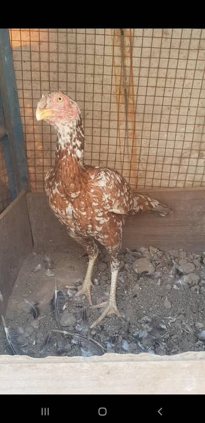 kamlia blood line phti age 7 month raadi to breed video mil jay gi onl