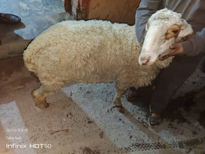 Bakra for sale sheep