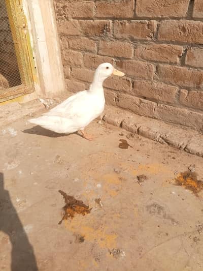 healthy male duck 