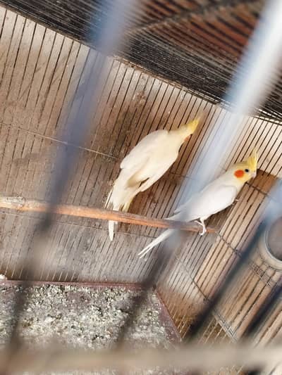 cocktail breeder pair