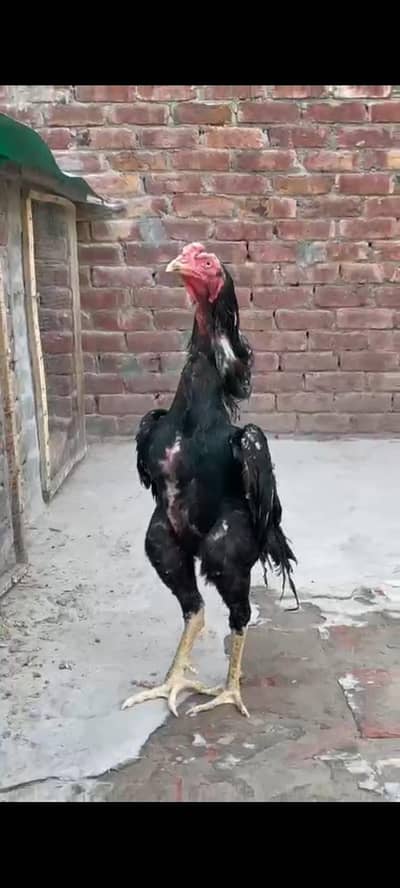 black german o shamo pair healthy active