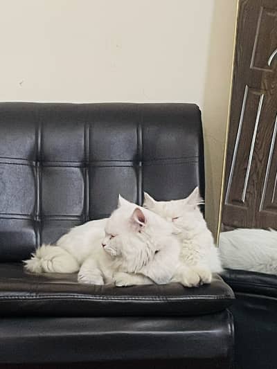 Persian Cats Pair