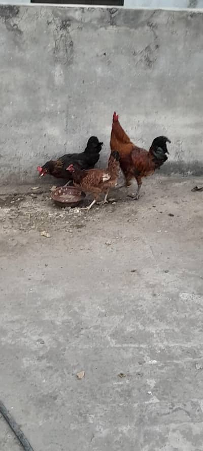 1 Murgha 2 desi murghiyan anday deti han Alhamdulilah