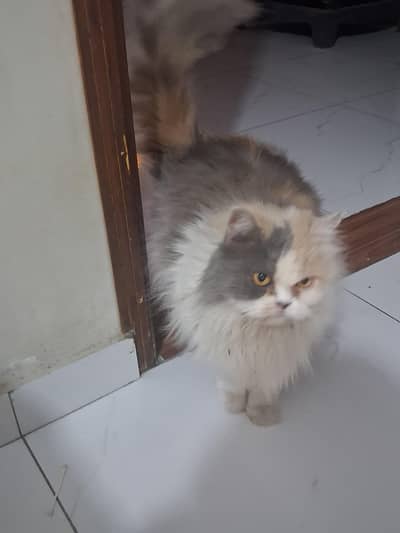 Buhat piyari hai Mano