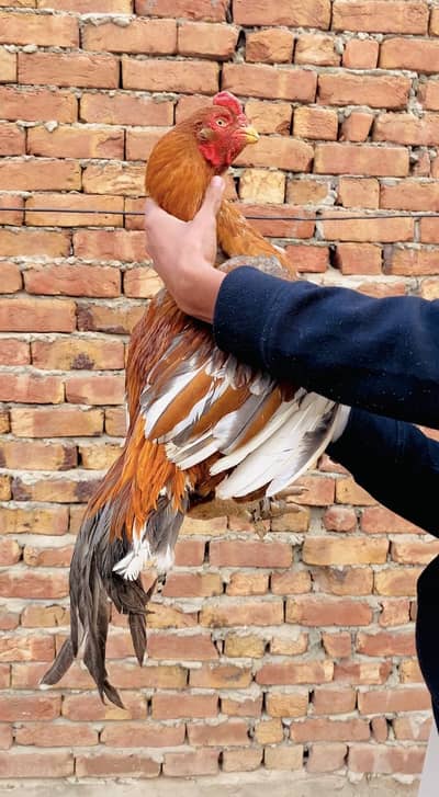 Peela High Quality Breeder