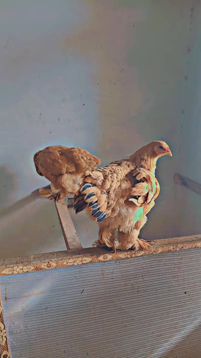 Heavy golden buff pair