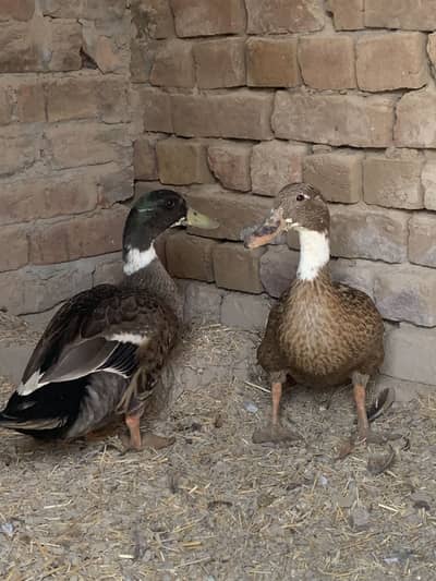 Ducks breeder pair for sale WhatsApp no 03415902226