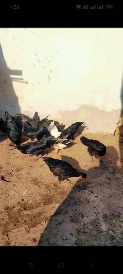 Black Toung All Male or Female . Bachy b Mojood hian