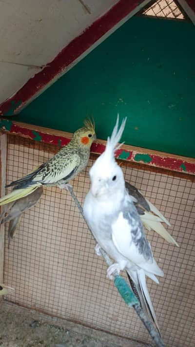 Cocktail Breeder pair For sale 3 chicks average