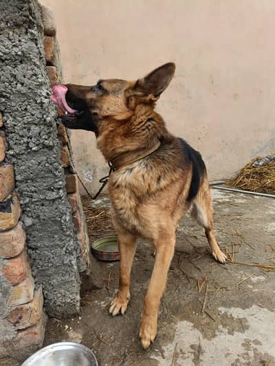 German shepherd Dog for sale