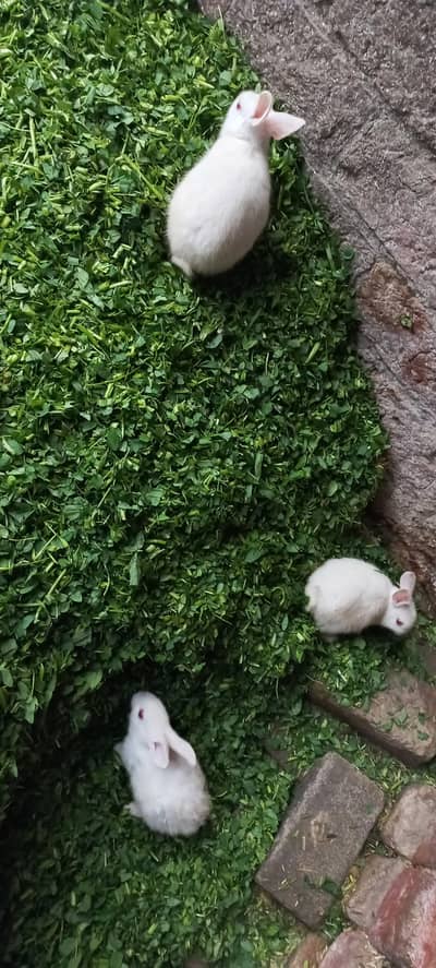 5 white breed with read eyes both mixed male and female