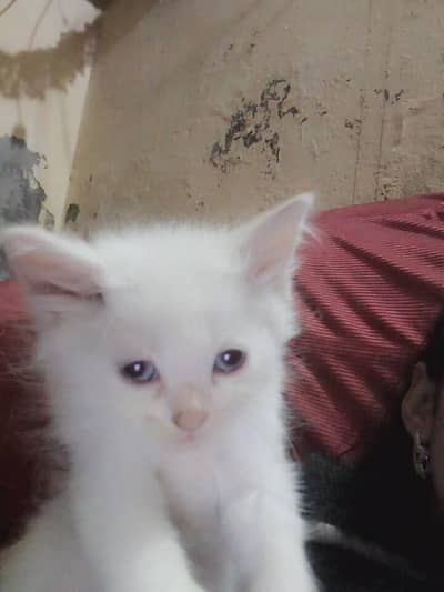 kitten for sell