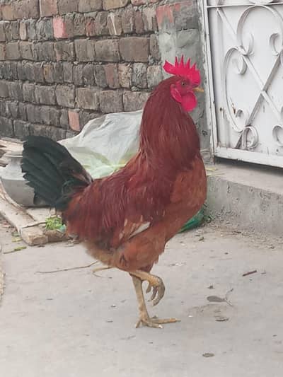 Desi Murgha