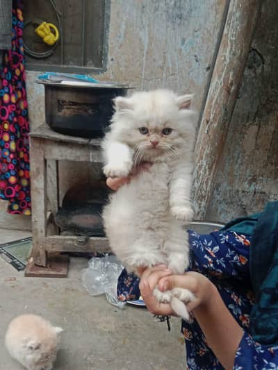 Persian kitten