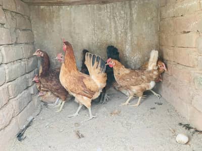 hens available