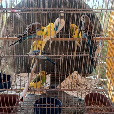 cocktails and budgies