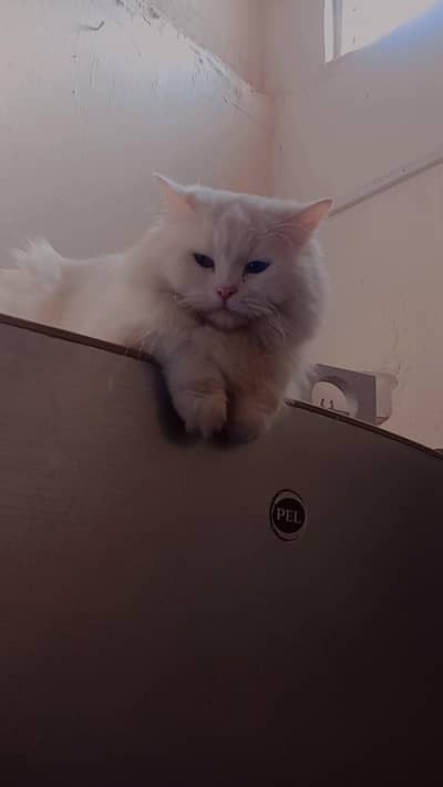 Persian cat for sale