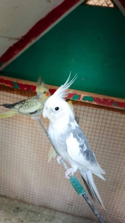 Cocktail Breeder pair For sale 3 chicks average