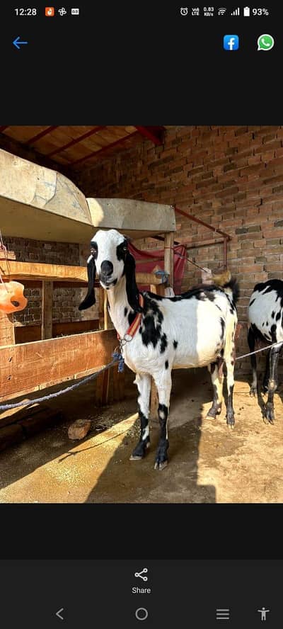 Healthy Goat for Sale – Tall & Active