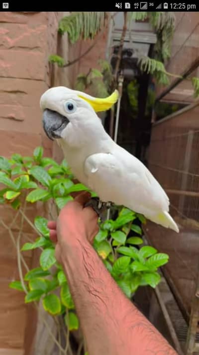 Ma sh Allah cockato Male self khud kahna pena start hu giya Haripur me