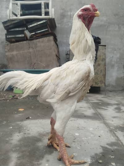 Shamo Aseel pair | Aseel | Hens | Chicks | Shamo hen / Aseel hen
