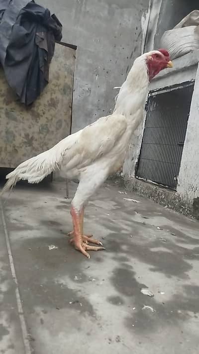 Shamo Aseel pair | Aseel | Hens | Chicks | Shamo hen / Aseel hen