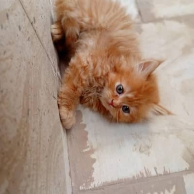 pure Persian kittens for sale-fluffy &adorable