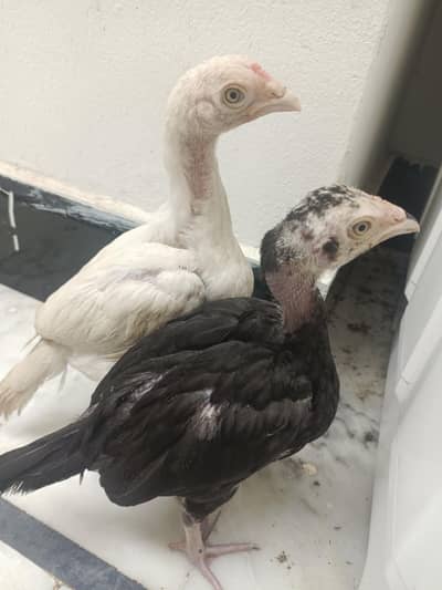 Heera top quality topla breeder