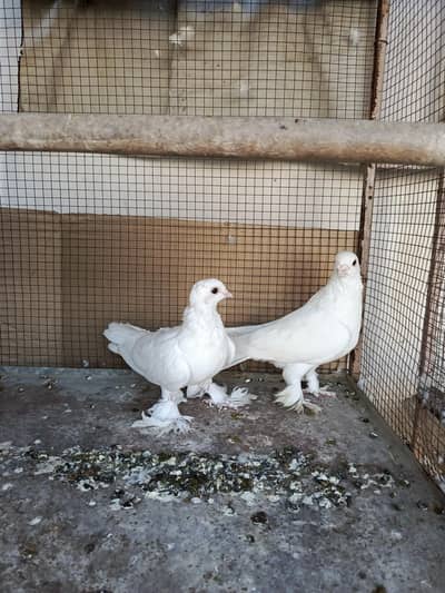 white fancy pigeon