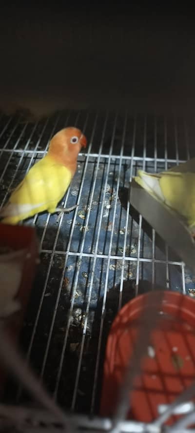 love birds pathy for sale  600 per pice