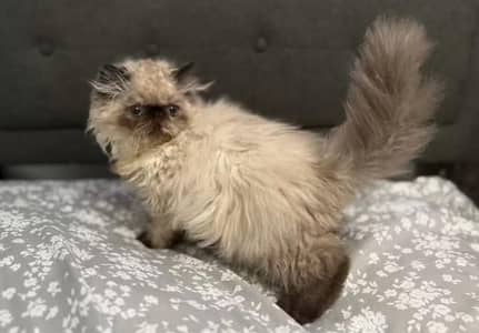 Show quality Persian,hamalayan,ragdoll kittens available for sale
