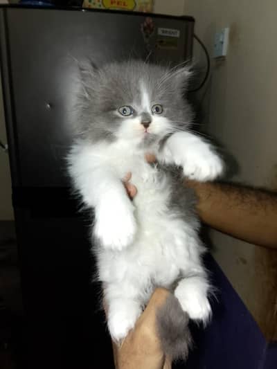 ʙɪ ᴄᴏʟᴏᴜʙɪ ᴄᴏʟᴏᴜʀ ᴘᴜɴᴄʜ ᴀᴄᴇ ᴇᴍᴀʟᴇ ᴋɪᴛᴛᴇɴ