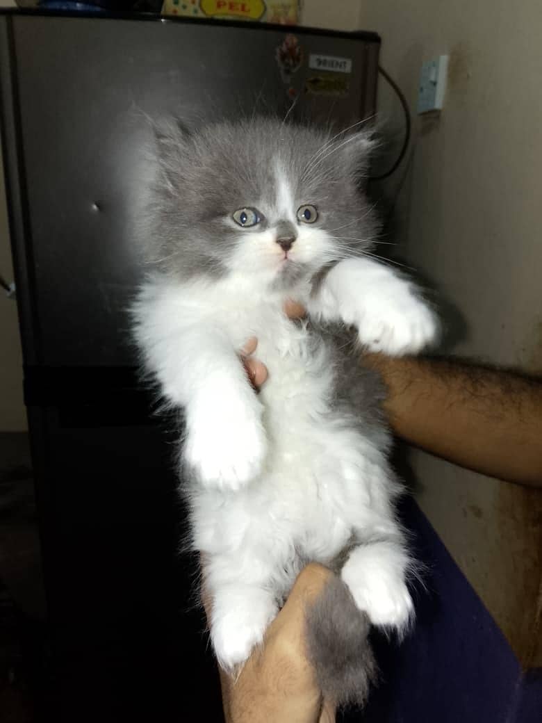 ʙɪ ᴄᴏʟᴏᴜʙɪ ᴄᴏʟᴏᴜʀ ᴘᴜɴᴄʜ ᴀᴄᴇ ᴇᴍᴀʟᴇ ᴋɪᴛᴛᴇɴ 0