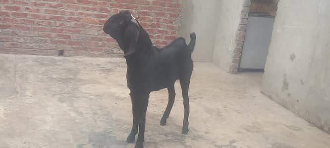 special nasli maal 4 bakray