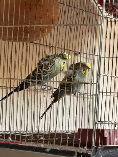 Parrot Cage for Sale – Spacious, Durable & Perfect for All Birds!