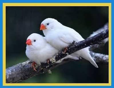 Snowwhite and Penguin Zebra Finch Pairs and Chicks