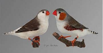 Penguin Zebra Finch Pairs and Chicks