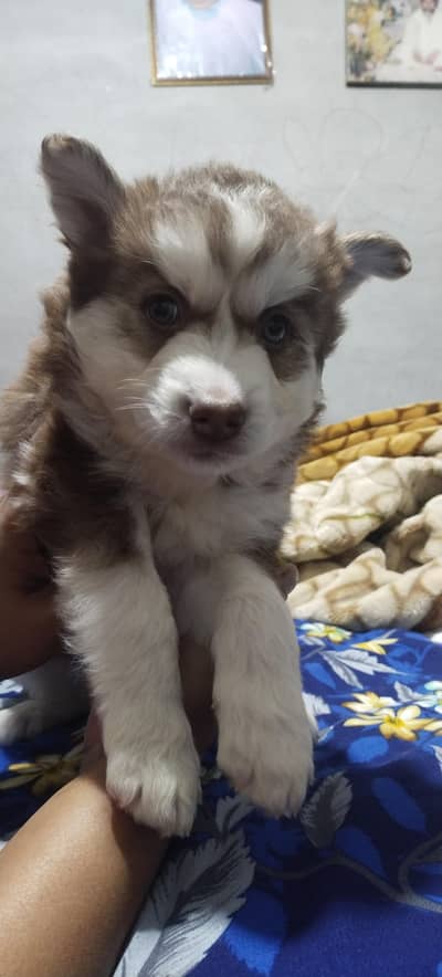 Siberian husky Female puppy