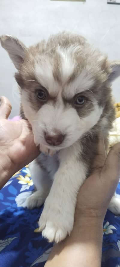 Siberian husky Female puppy